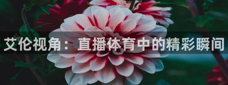 艾伦视角：直播体育中的精彩瞬间